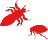 bugs